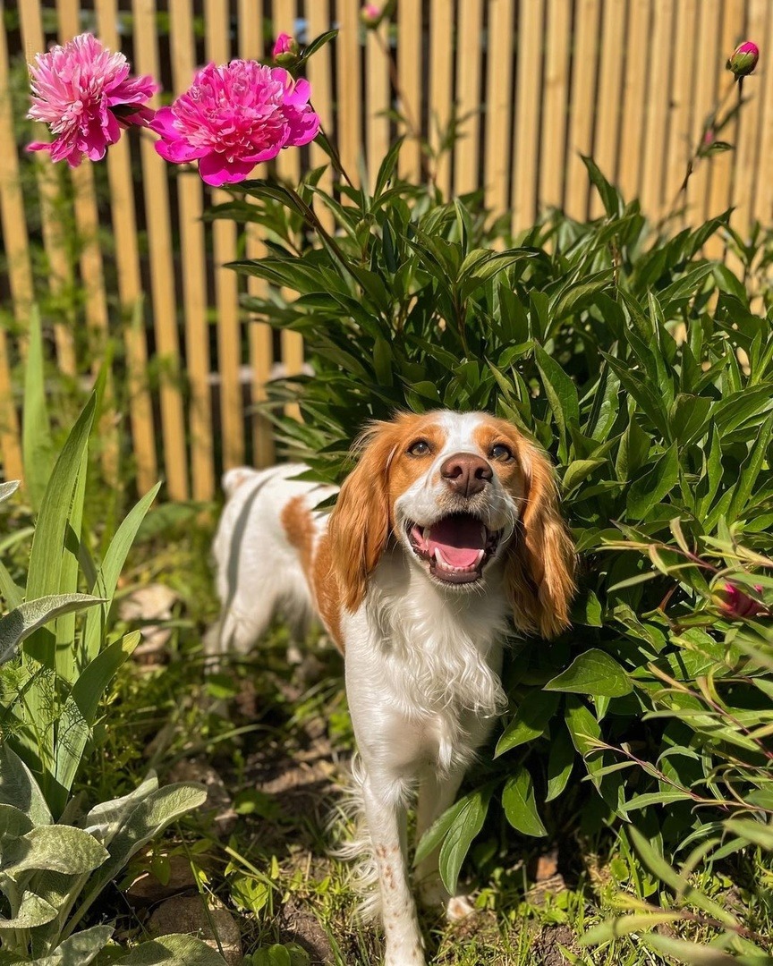 Cavalier King Charles Spaniel dog sitting in garden with pink flowers and bamboo fence