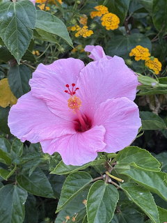 Close-up of a pink hibiscus flower with red stamen surrounded by green foliage and yellow flowers