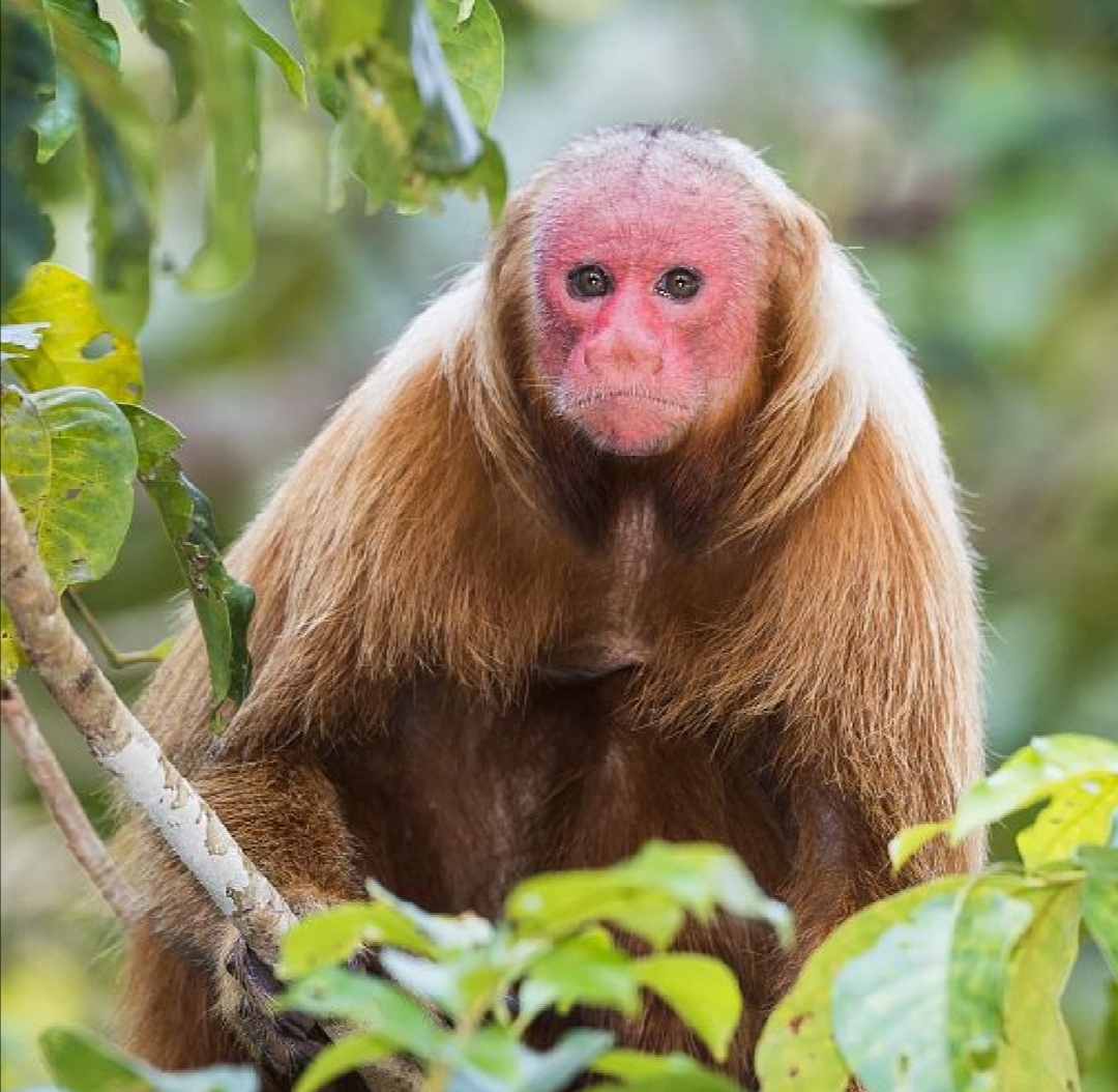 Red-Faced Monkey