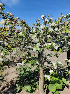 Blossoming Apple Tree