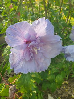 Pale purple hibiscus flower bloming in a green garden with warm sunlight