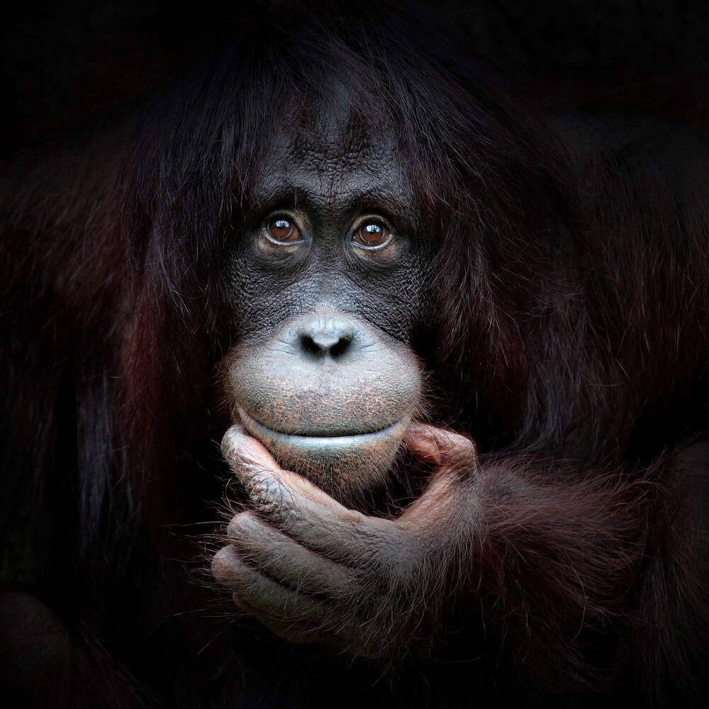 Orangutan with hand under chin on black background