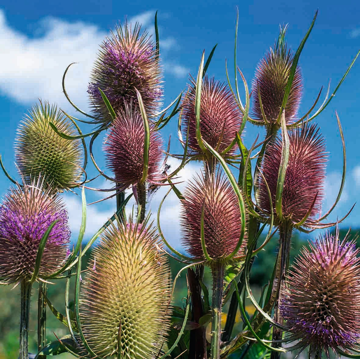 Teasel Flowers Blue Sky