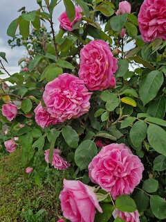 Pink roses bloming on a green rose bush in an outdoor garden