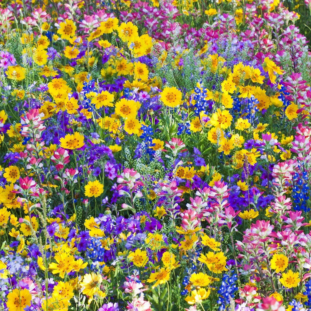 Wildflowers