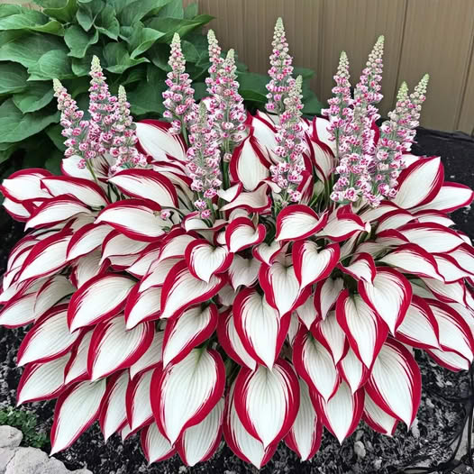 Variegated Hosta Plant