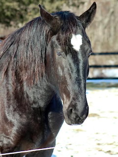 Dark gray draft horse with white facial marking in outdoor pen