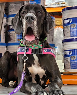 Black and white Great Dane with pink harness sitting in a hardware store near paint supplies