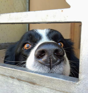 Watchful Border Collie