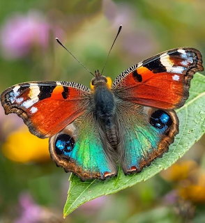 Colorful Butterfly on Leaf