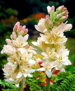 Tuberose Flowers Bloming