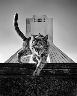 Tabby cat jumping toward camera with Tehran's Azadi Tower monument in background, black and white photo