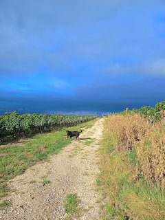 Dog walking on dirt path through vineyard with blue sky