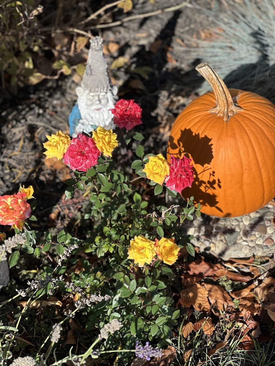 Gnome and Pumpkin