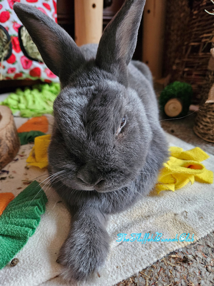 Gray rabbit lying on a white towel with colorful toys and fabric in the background
