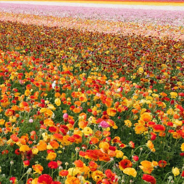 Dense field of orange, yellow, and red flowers extending to distant horizon with colorful sky