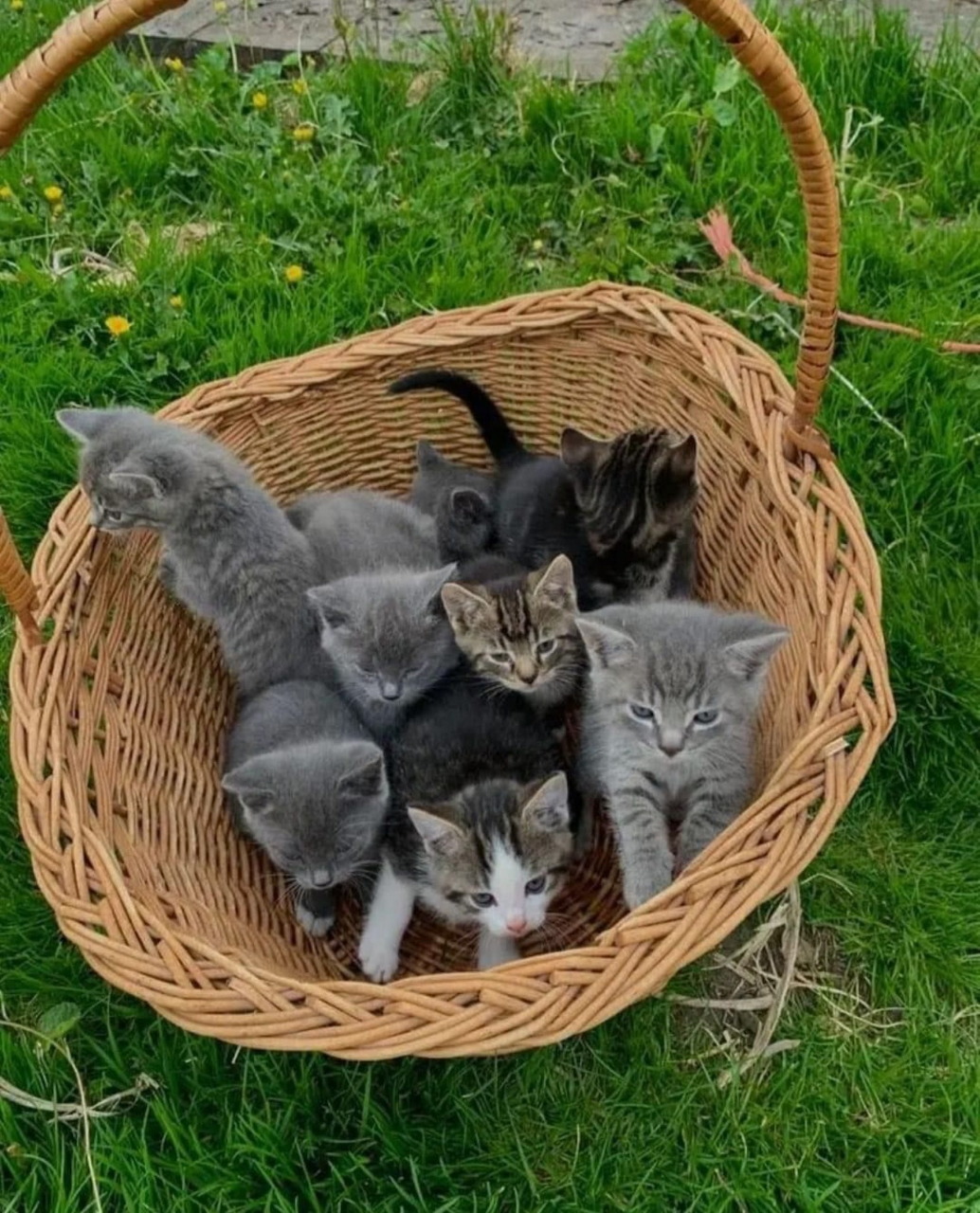 Multiple kittens in gray, taby, and white colors sitting together in a large wicker basket on grass