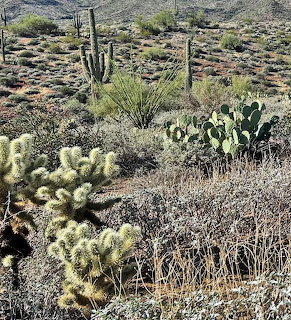 Desert scene with various cacti including saguaro and prickly pear among rocky terrain and sparse vegetation