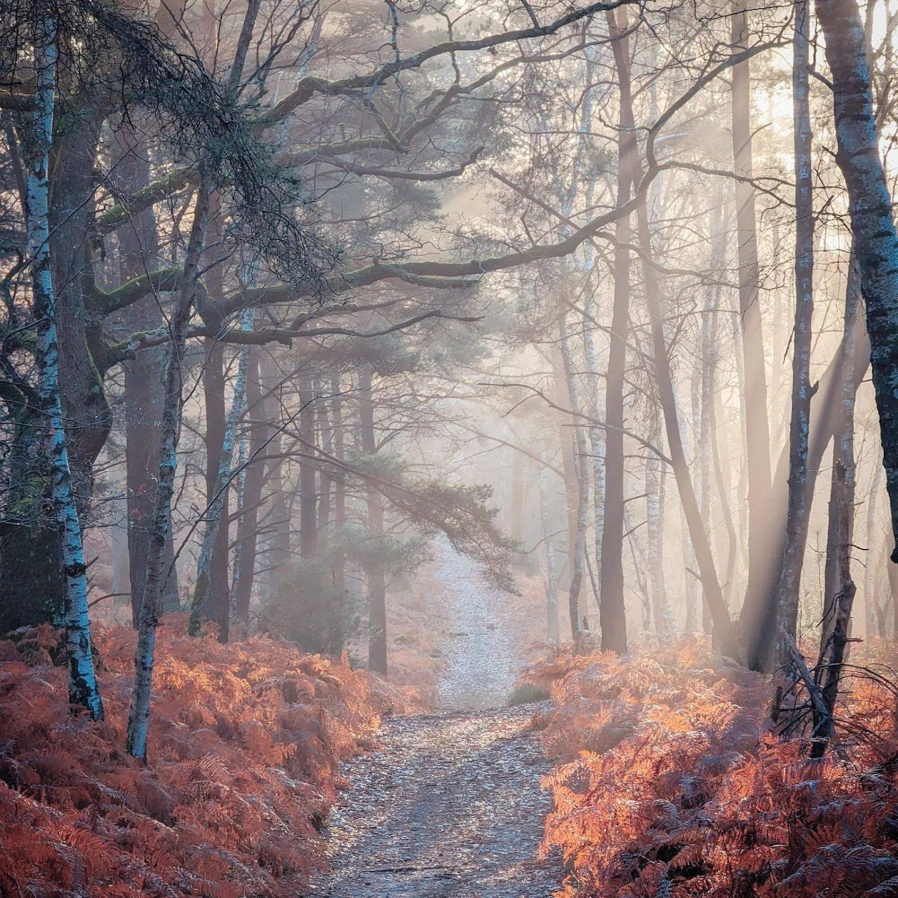 Autumn Forest Path