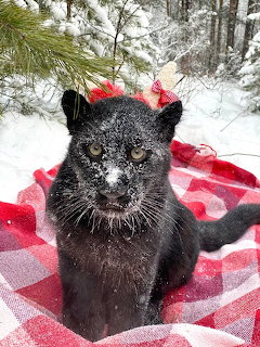 Black panther with snow on its face sitting on a red checkered blanket in a snowy forest
