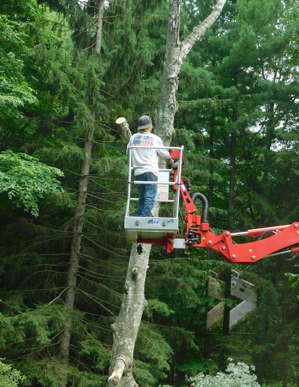 Tree worker in a raised bucket lift cutting a birch tree in a dense green forest.