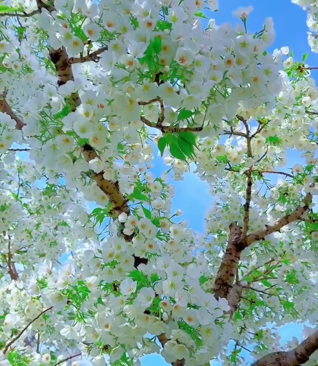 White Cherry Blossoms Blue Sky