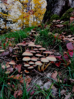 Cluster of small brown mushrooms growing in grass with autumn leaves near a tree trunk