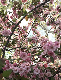 Close-up of pink cherry blossom branches covered in full double-petaled flowers