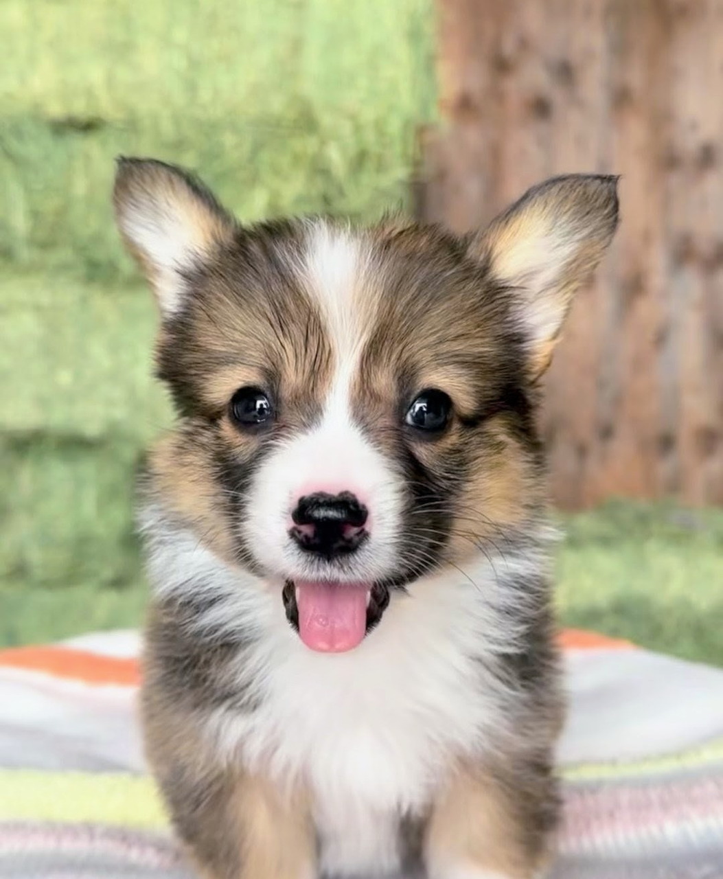 Cute tricolor Corgi puppy sitting on a blanket outdoors with tongue out and perked ears