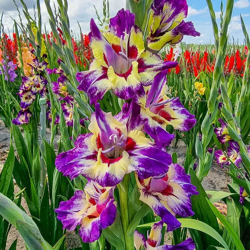 Purple Gladiolus Flowers