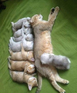 Orange tabby mother cat lying stretched out with several kittens snuggled in a row beside her on a green blanket