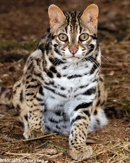 Asian Leopard Cat Portrait