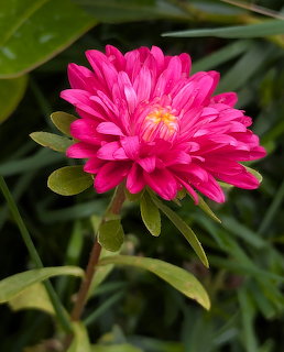 Close-up of a bright pink-red aster flower with layered petals and yellow center against green foliage