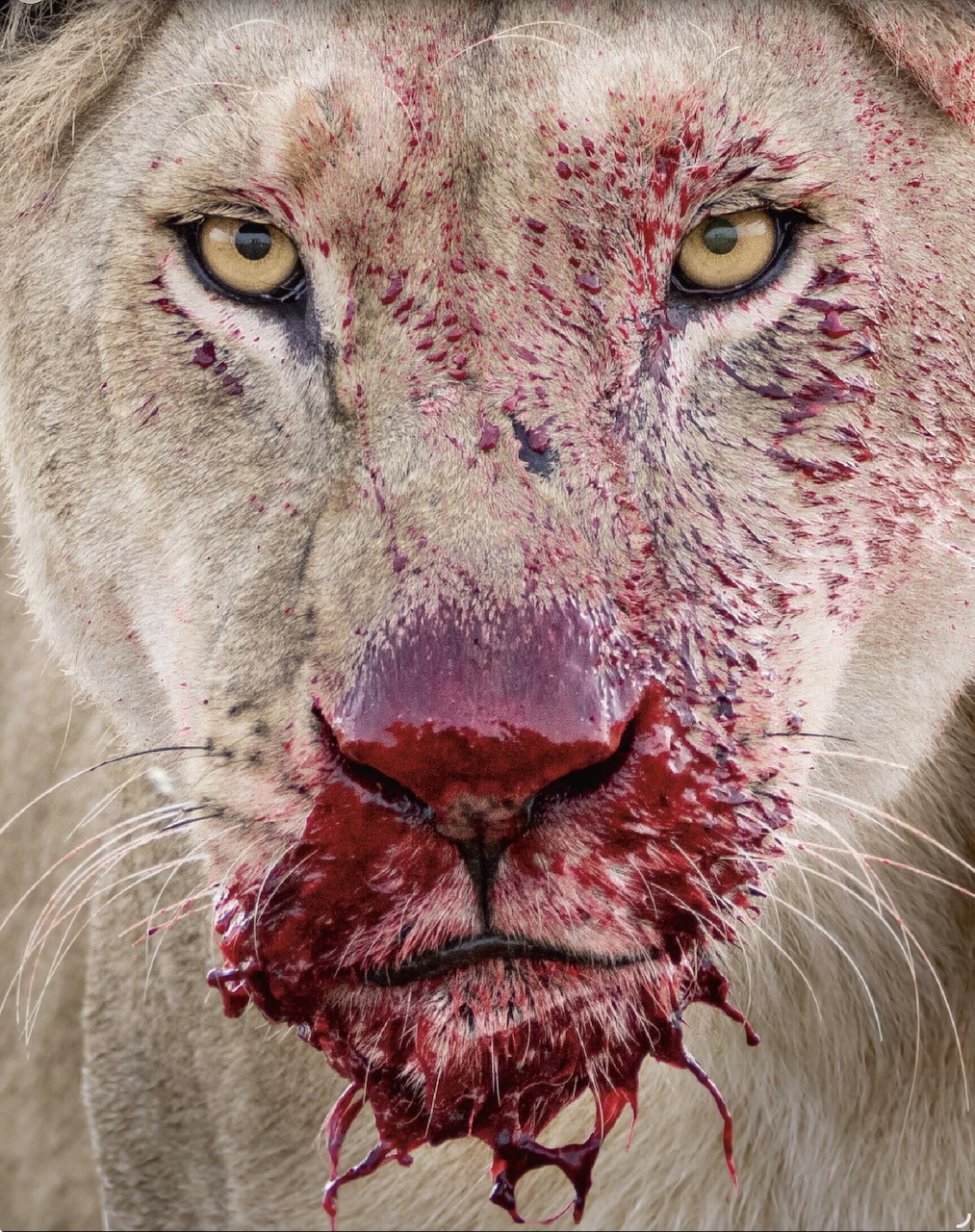 Close-up of a lioness with blood-stained face and piercing yellow eyes after a kill