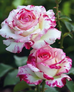 Pink and White Roses