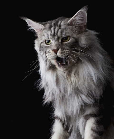 Fluffy gray tabby cat with long fur and expressive eyes on black background