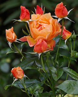 Orange roses with red-tipped buds and green leaves