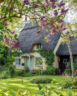 Charming thatched roof cottage with flowering purple wisteria and green garden