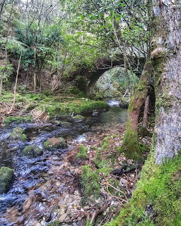 Autumn Forest Stream Galicia