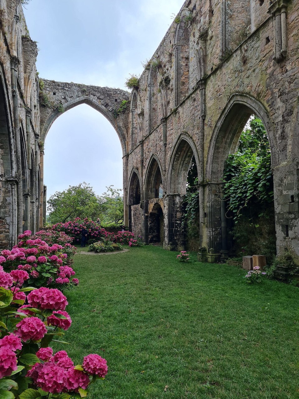 Medieval stone abbey ruins with Gothic arches, pink hydrangeas in foreground, grass courtyard, ivy-covered walls, cloudy sky