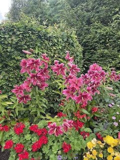 Pink Lilies in Garden