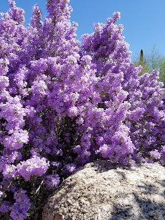 Large purple flowering shrub covered in blossoms with a grey boulder in the foreground and blue sky