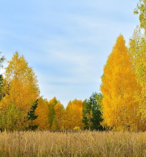 Autumn forest with golden yellow trees, dried grass, and blue sky