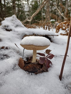Frozen Mushroom in Snow