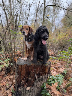 Two Dogs on Stump