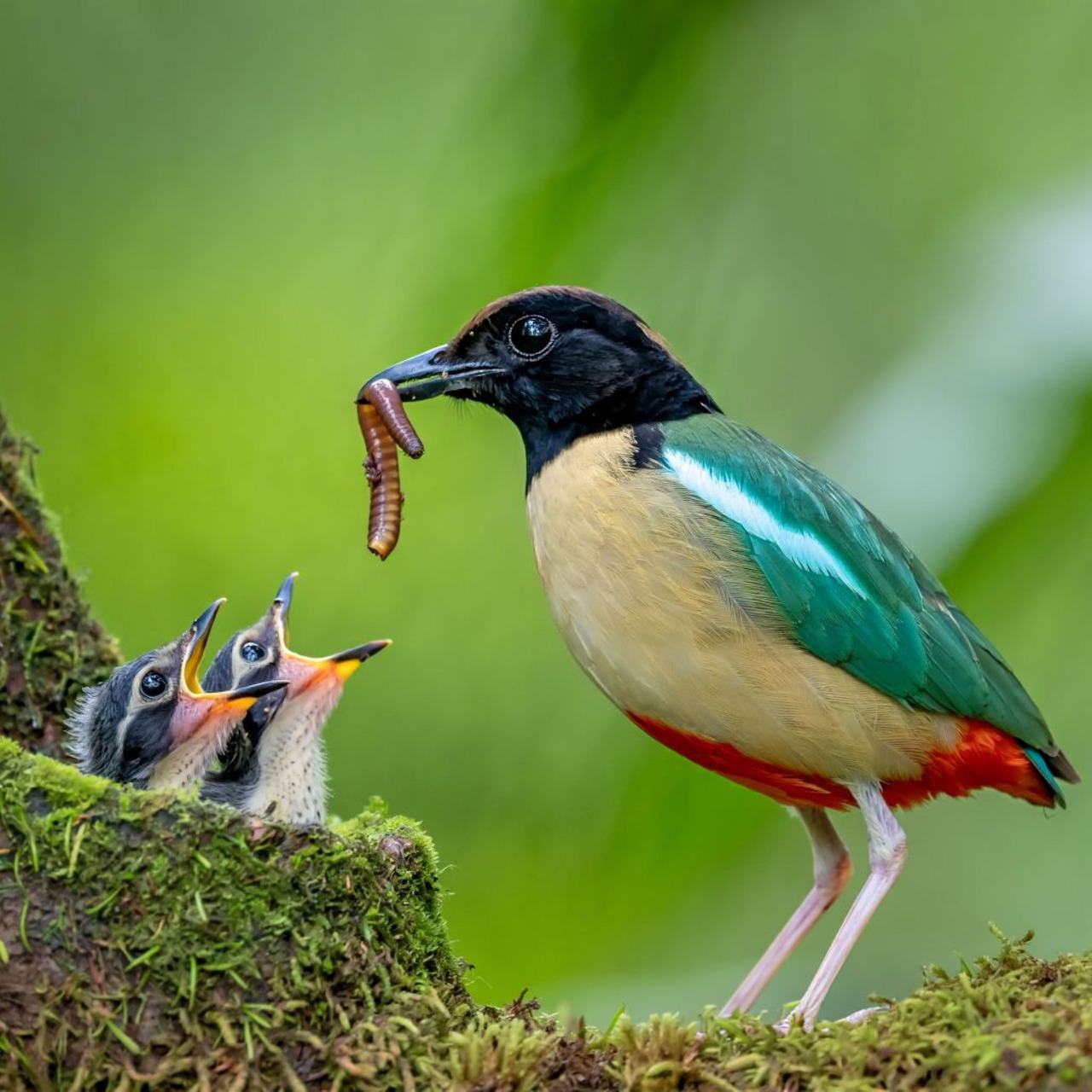 Colorful bird feeding worms to two baby chicks with open beaks in nest