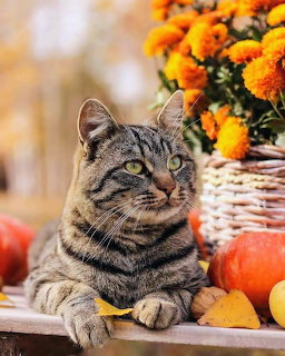Tabby cat with yellow-green eyes beside orange marigolds and pumpkins in autumn scene