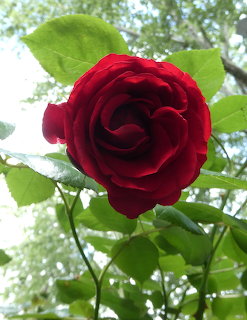 Close-up of a deep red rose bloming among green leaves with trees in the background