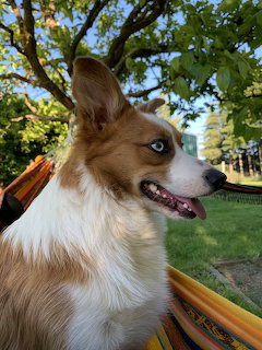 Tan and white dog with alert expression in outdoor park setting
