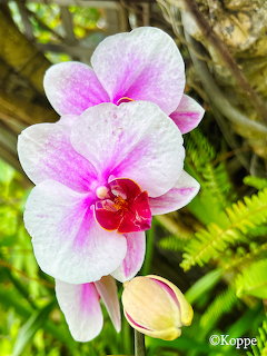 Pink and white orchid flowers with a bud against green foliage and tree branches